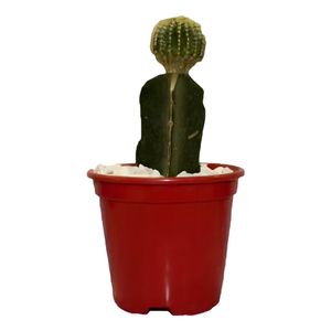 Muda Cactus Enxertado P10