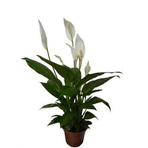 Muda de Flor Spatiphilum P15