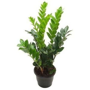 Muda de Zamioculcas PT19