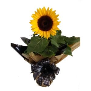 Flor de Girassol Decorado P14 Unid