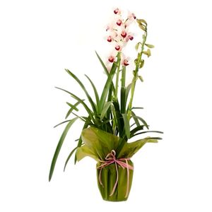 Orquídea Cymbidium P17