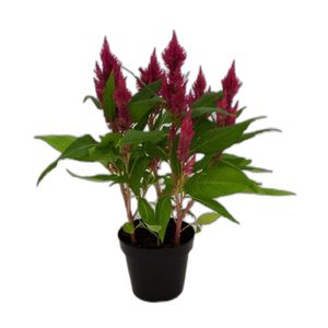 Celosia PT 15