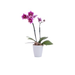 Orquídea Phalaenopsis Mini Pote 06Unid