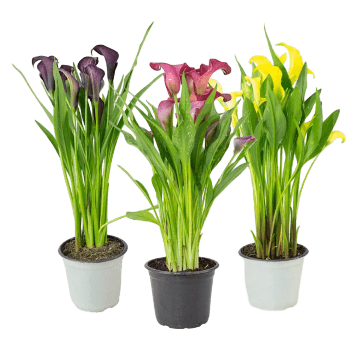 Calla Variada P14 | GBarbosa